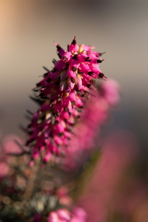 heather flowerの写真素材