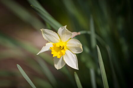 spring timeの写真素材