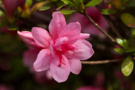 spring timeの写真素材