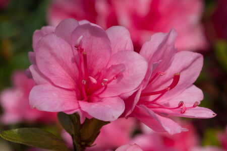 spring timeの写真素材