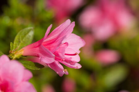 spring timeの写真素材