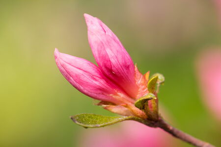spring timeの写真素材