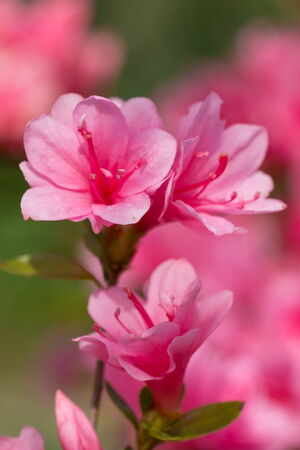 spring timeの写真素材