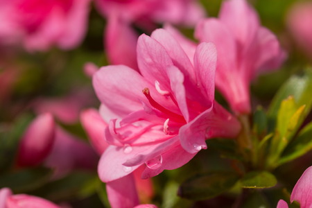 spring timeの写真素材