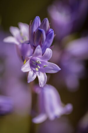spring timeの写真素材