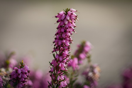 spring time