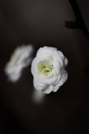 spring timeの写真素材