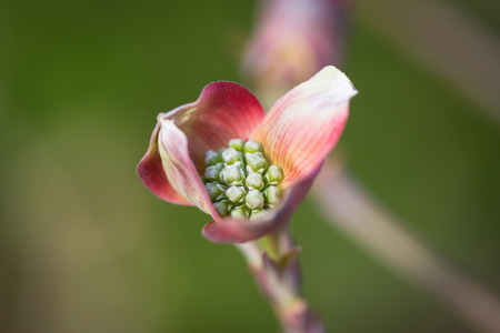 spring timeの写真素材