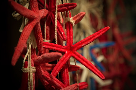 starfish