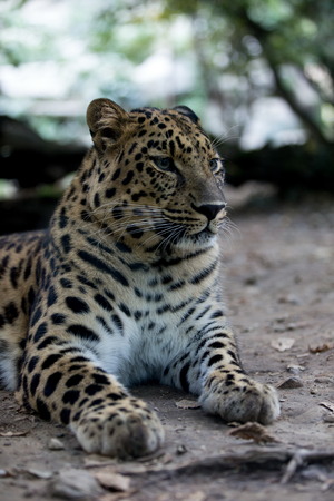 Panthera pardus orientalisの写真素材