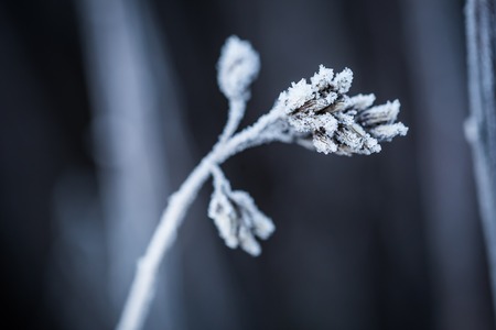 frozen winterの写真素材