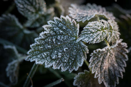 frozen winter