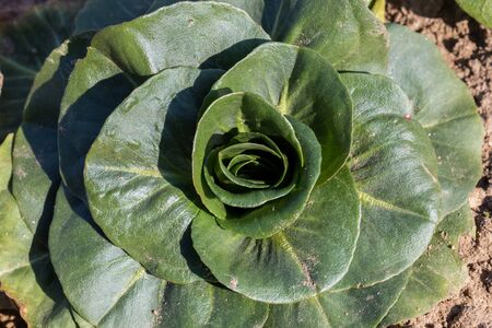 lettuce leaves in the vegetable gardening