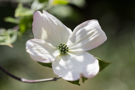 white cornusの写真素材