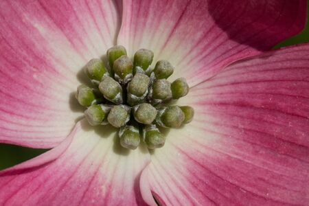 pink cornusの写真素材