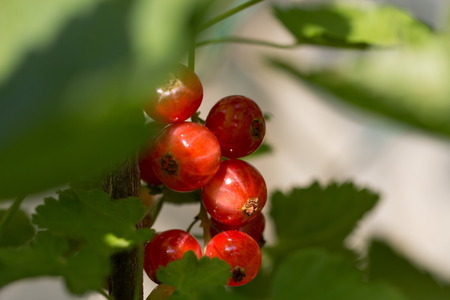 red gooseberry during spring timeの写真素材