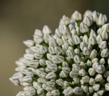 blooming flower durign summer timeの写真素材