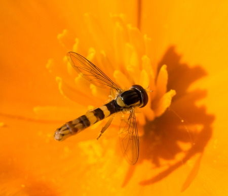 insect at work in the middle of petals crownの写真素材