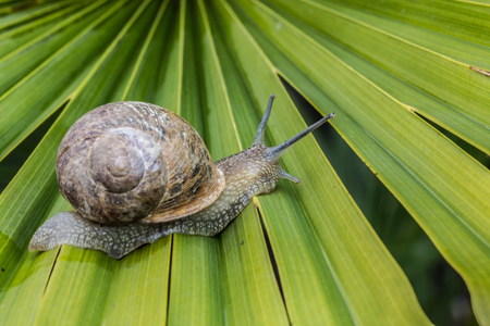 snail walkinf on the leafの写真素材