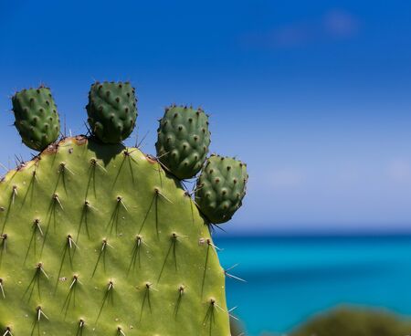 exotic green leaf with thornsの写真素材