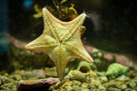 starfishの写真素材