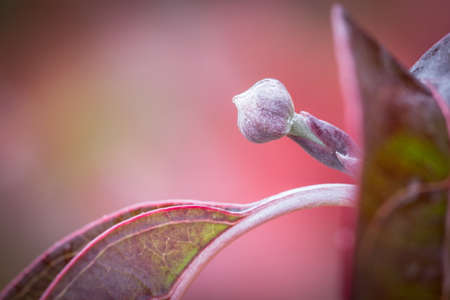 bud in autumn timeの写真素材