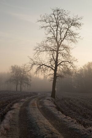 frozen winterの写真素材
