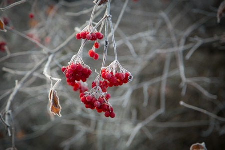 frozen winterの写真素材