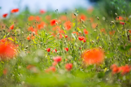 poppy in a rural meadowの写真素材