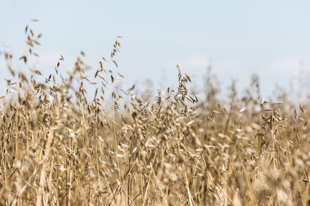 dried grass in teh summer timeの写真素材