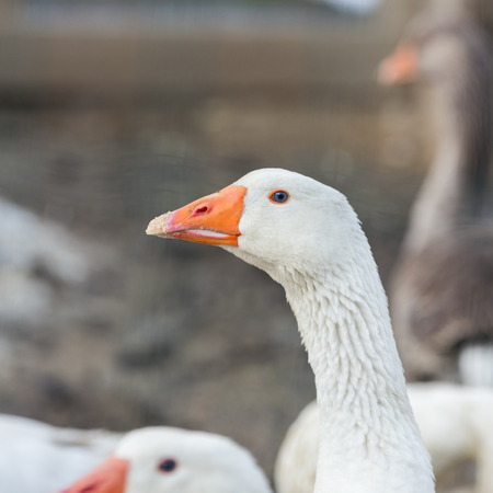 goose animal farming in countrysideの写真素材