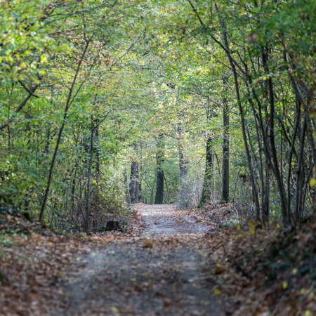 pathwalk in the wood during autumn timeの写真素材