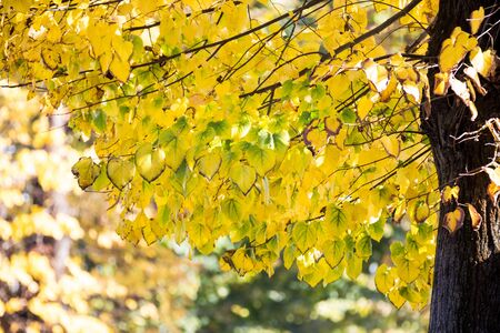 yellow leaves in autumn seosonの写真素材