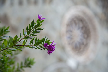 flower with church behindの写真素材