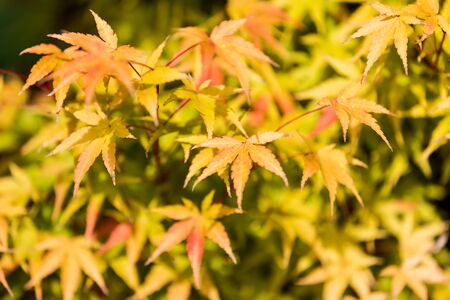 maple leaves in outumn seasonの写真素材