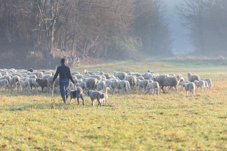wheep grazing in winter timeの写真素材