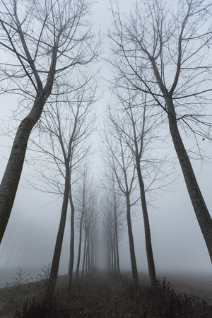 winter time in teh woodenの写真素材