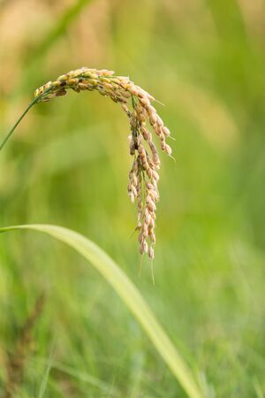 golden rice detail in the meadowの写真素材