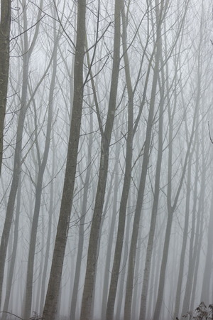 winter time in teh woodenの写真素材
