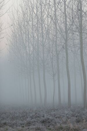 winter time in the forestの写真素材