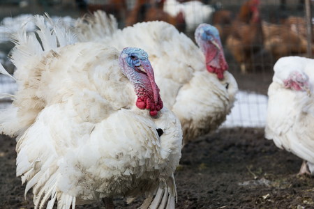turkey animal farming in countrysideの写真素材