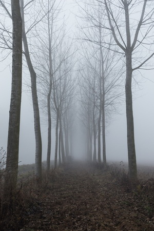 winter time in teh woodenの写真素材