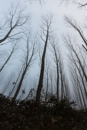 winter time in teh woodenの写真素材