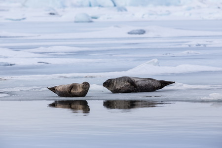 sealsの写真素材