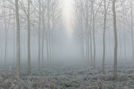 winter time in the forestの写真素材