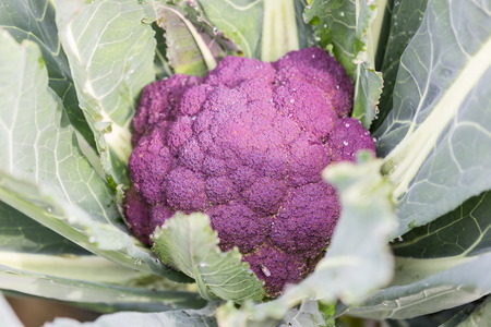red cabbage vegetable in the gardenの写真素材