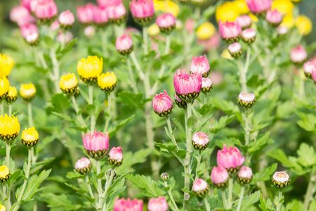 violet flawer in the gardenの写真素材