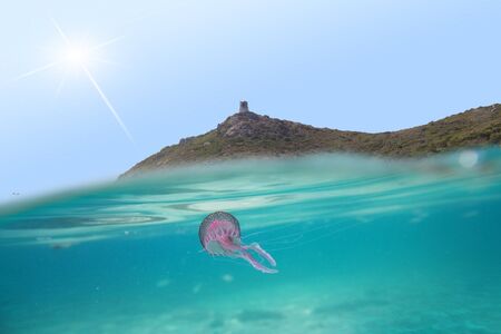 pink jellyfish in a tropical waterの写真素材