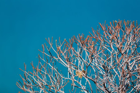 Putzu idu beach, Sardina islandの写真素材