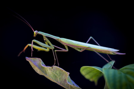 green mantis in black backgroundの写真素材